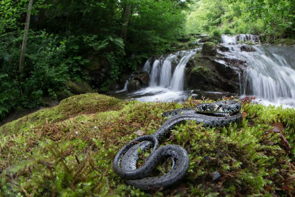 Natrice dal collare - Grass snake (Natrix natrix)