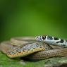 Biacco - Green whip snake (Hierophis viridiflavus)