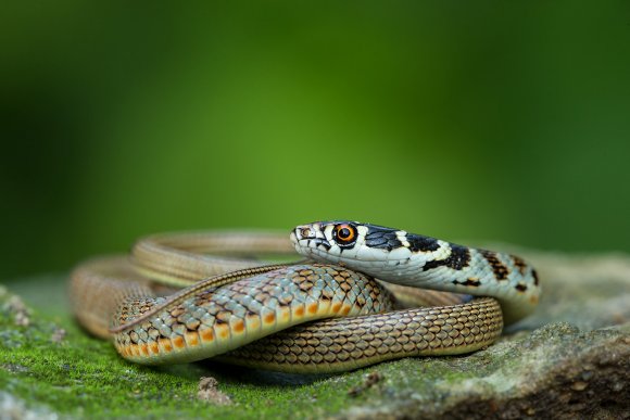 Biacco - Green whip snake (Hierophis viridiflavus)