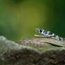 Biacco - Green whip snake (Hierophis viridiflavus)