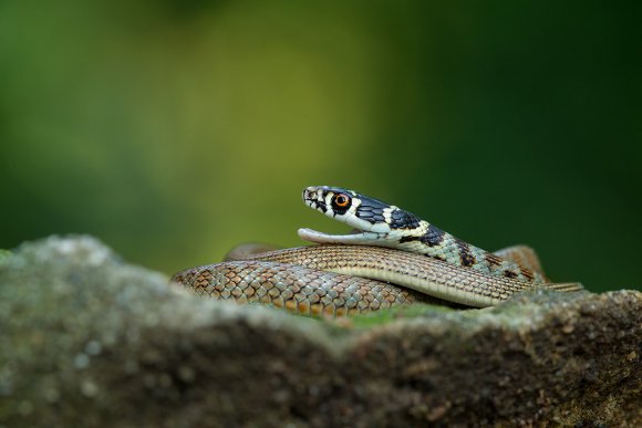 Biacco - Green whip snake (Hierophis viridiflavus)