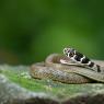 Biacco - Green whip snake (Hierophis viridiflavus)