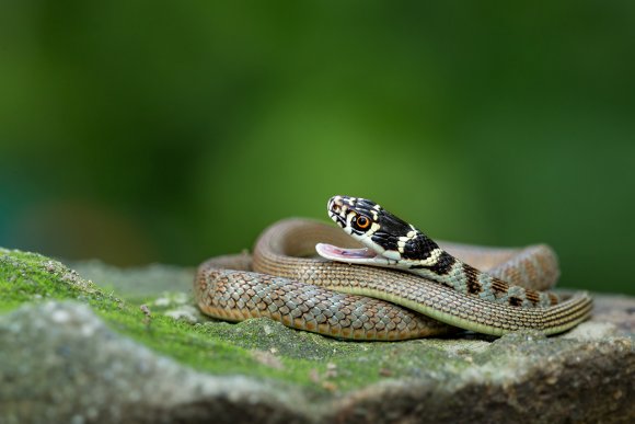 Biacco - Green whip snake (Hierophis viridiflavus)