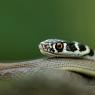 Biacco - Green whip snake (Hierophis viridiflavus)