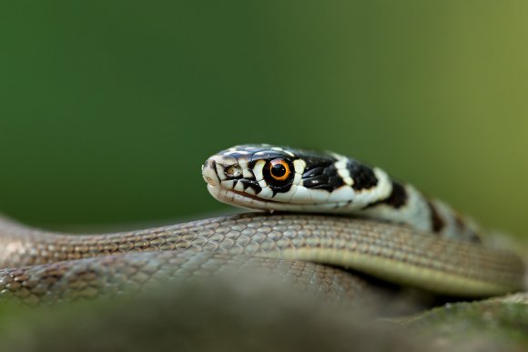 Biacco - Green whip snake (Hierophis viridiflavus)