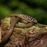 Biacco - Green whip snake (Hierophis viridiflavus)