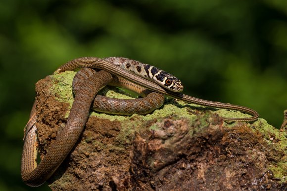 Biacco - Green whip snake (Hierophis viridiflavus)