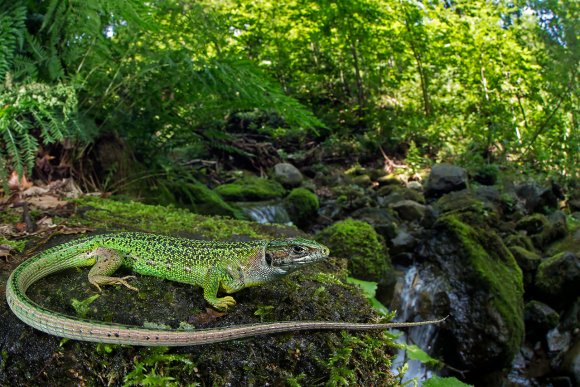 Ramarro occidentale - European green lizard (Lacerta bilineata)