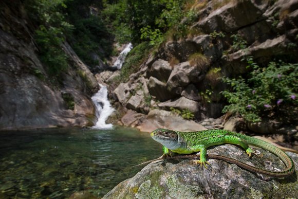 Ramarro occidentale - European green lizard (Lacerta bilineata)