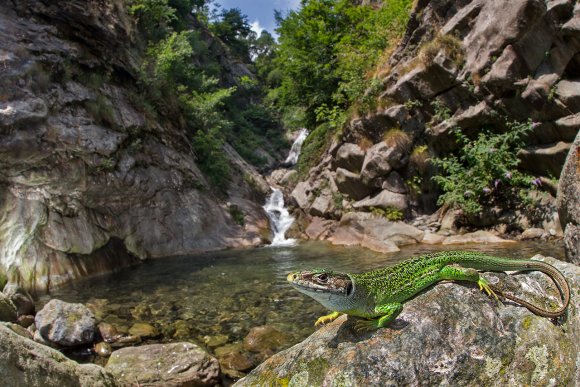 Ramarro occidentale - European green lizard (Lacerta bilineata)