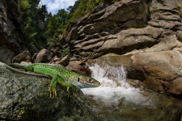 Ramarro occidentale - European green lizard (Lacerta bilineata)