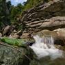 Ramarro occidentale - European green lizard (Lacerta bilineata)