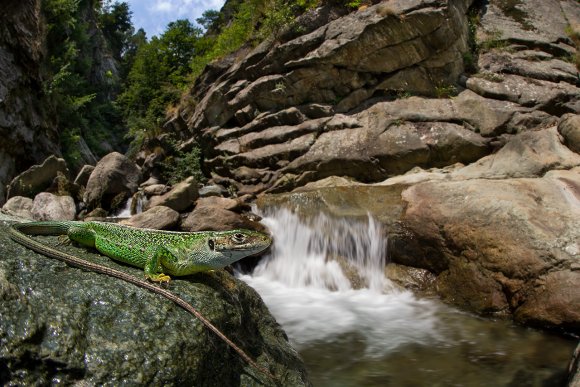 Ramarro occidentale - European green lizard (Lacerta bilineata)