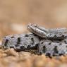 Vipera aspis - Common Asp (Vipera aspis)