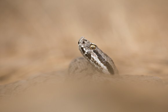 Vipera aspis - Common Asp (Vipera aspis)