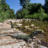 Lucertola muraiola - Wall lizard (Podarcis muralis)