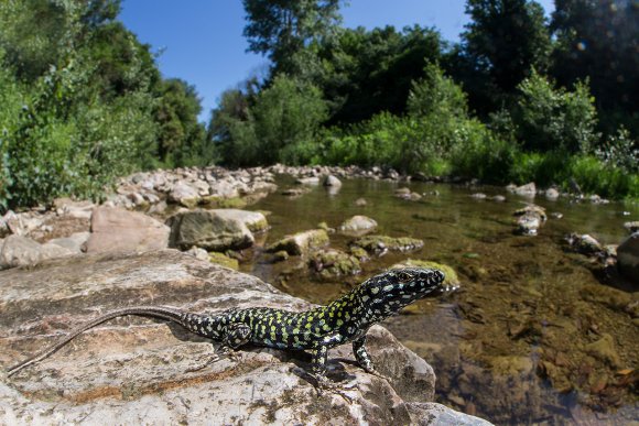 Lucertola muraiola - Wall lizard (Podarcis muralis)