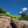 Ramarro occidentale - European green lizard (Lacerta bilineata)