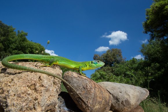 Ramarro occidentale - European green lizard (Lacerta bilineata)