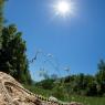 Lucertola campestre - Common lizard (Podarci sicula)