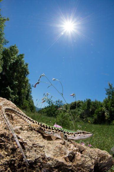 Lucertola campestre - Common lizard (Podarci sicula)