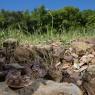 Colubro liscio - Smooth snake (Coronella austriaca)