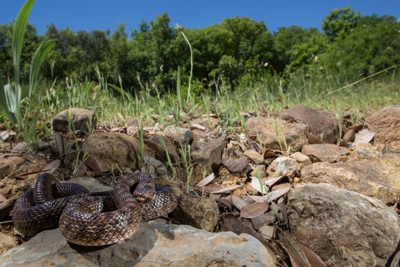 Colubro liscio - Smooth snake (Coronella austriaca)