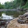 Natrice tassellata - Dice snake (Natrix tessellata)