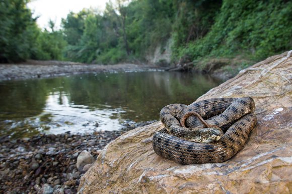 Natrice tassellata - Dice snake (Natrix tessellata)