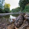 Natrice tassellata - Dice snake (Natrix tessellata)