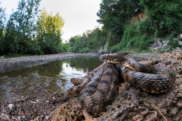 Natrice tassellata - Dice snake (Natrix tessellata)