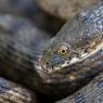 Natrice tassellata - Dice snake (Natrix tessellata)