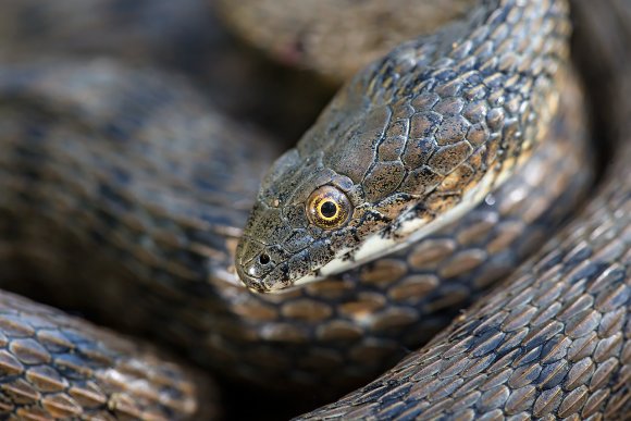 Natrice tassellata - Dice snake (Natrix tessellata)