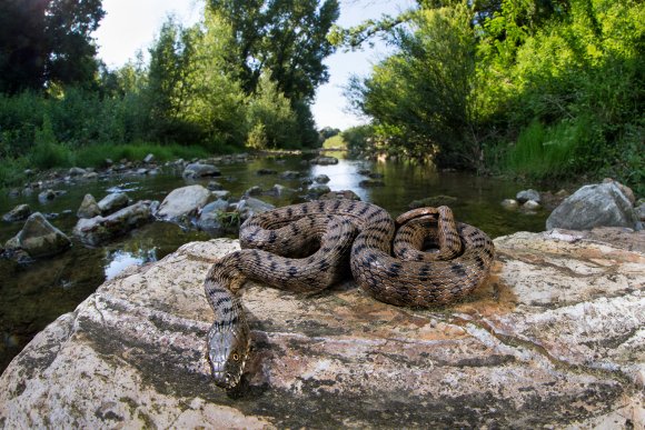 Natrice tassellata - Dice snake (Natrix tessellata)