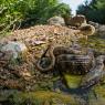 Natrice tassellata - Dice snake (Natrix tessellata)