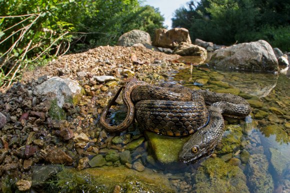 Natrice tassellata - Dice snake (Natrix tessellata)