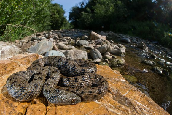 Natrice tassellata - Dice snake (Natrix tessellata)