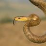 Saettone - Aesculapian snake (Zamenis longissimus)