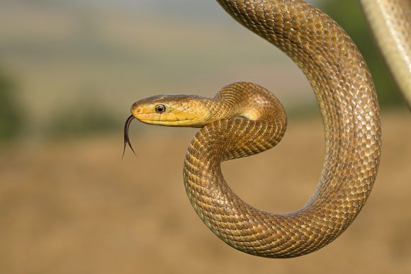 Saettone - Aesculapian snake (Zamenis longissimus)