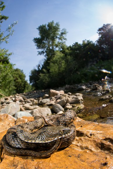 Natrice tassellata - Dice snake (Natrix tessellata)