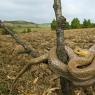 Saettone - Aesculapian snake (Zamenis longissimus)
