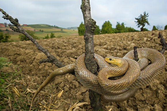 Saettone - Aesculapian snake (Zamenis longissimus)