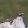 Lucertola ocellata - Ocellated lizard (Timon lepidus)