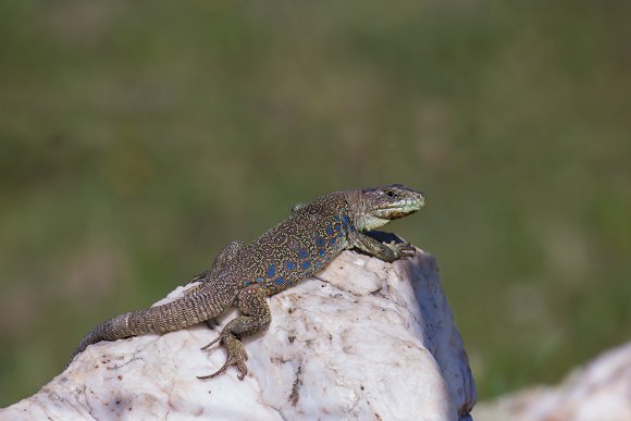 Lucertola ocellata - Ocellated lizard (Timon lepidus)