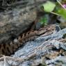 Vipera aspis - Common Asp (Vipera aspis)