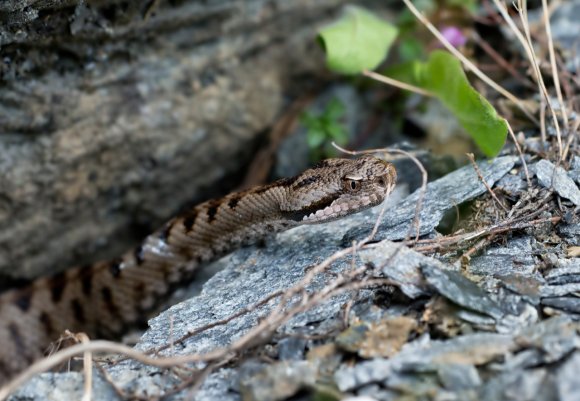 Vipera aspis - Common Asp (Vipera aspis)