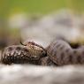 Vipera berus - Common adder (Vipera berus)