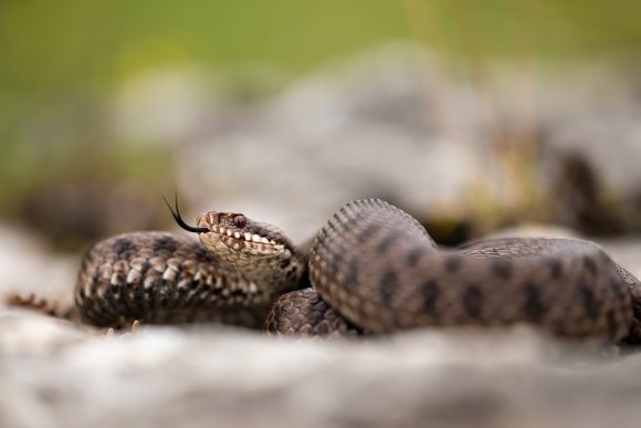 Vipera berus - Common adder (Vipera berus)