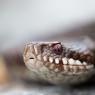 Vipera berus - Common adder (Vipera berus)