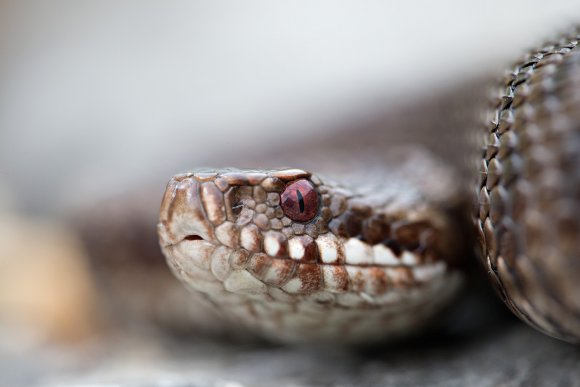 Vipera berus - Common adder (Vipera berus)